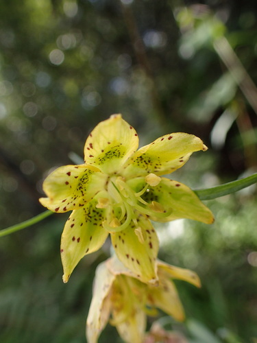 Ojai fritillary (Fritillaria ojaiensis)