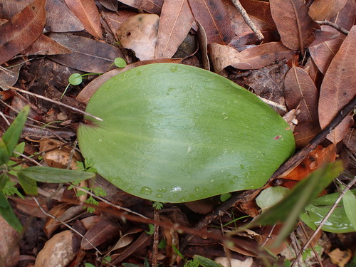 Ojai fritillary (Fritillaria ojaiensis)