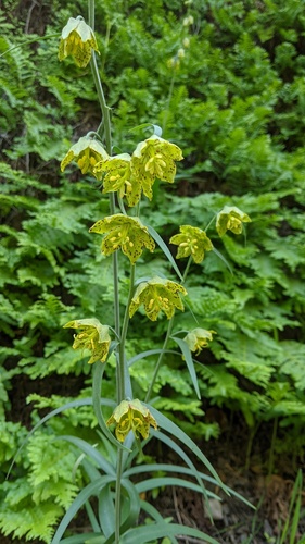 Ojai fritillary (Fritillaria ojaiensis)