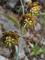 Ojai fritillary (Fritillaria ojaiensis)