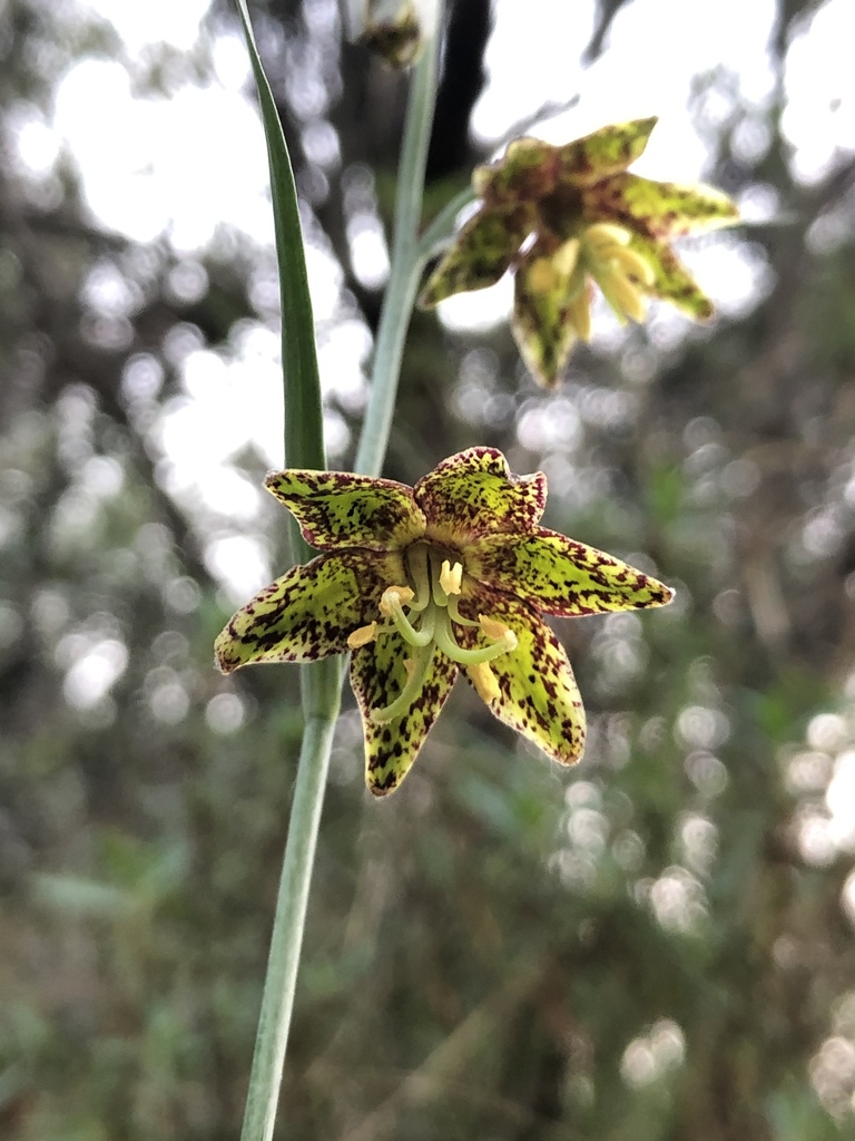 Ojai fritillary (Fritillaria ojaiensis)