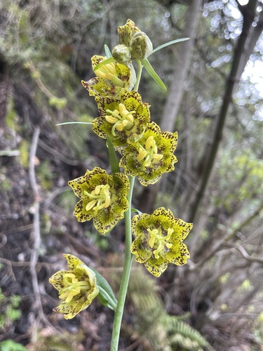 Ojai fritillary (Fritillaria ojaiensis)