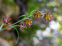 Ojai fritillary (Fritillaria ojaiensis)