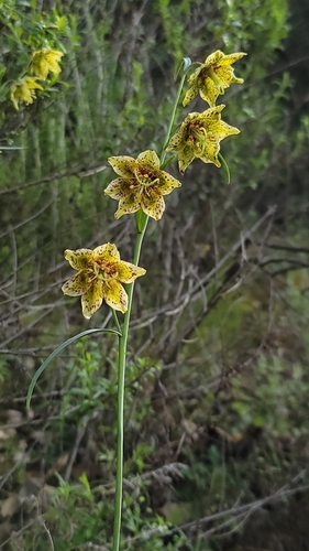 Ojai fritillary (Fritillaria ojaiensis)