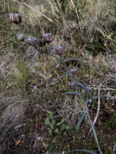 Ojai fritillary (Fritillaria ojaiensis)