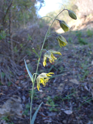 Ojai fritillary (Fritillaria ojaiensis)