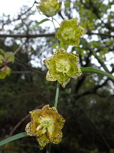 Ojai fritillary (Fritillaria ojaiensis)