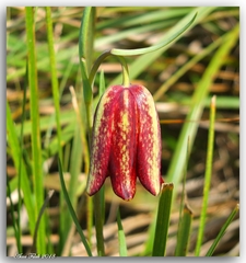 Fritillaria oranensis (Fritillaria oranensis)