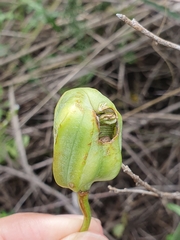 Fritillaria oranensis (Fritillaria oranensis)
