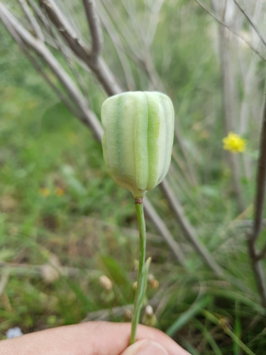 Fritillaria oranensis (Fritillaria oranensis)