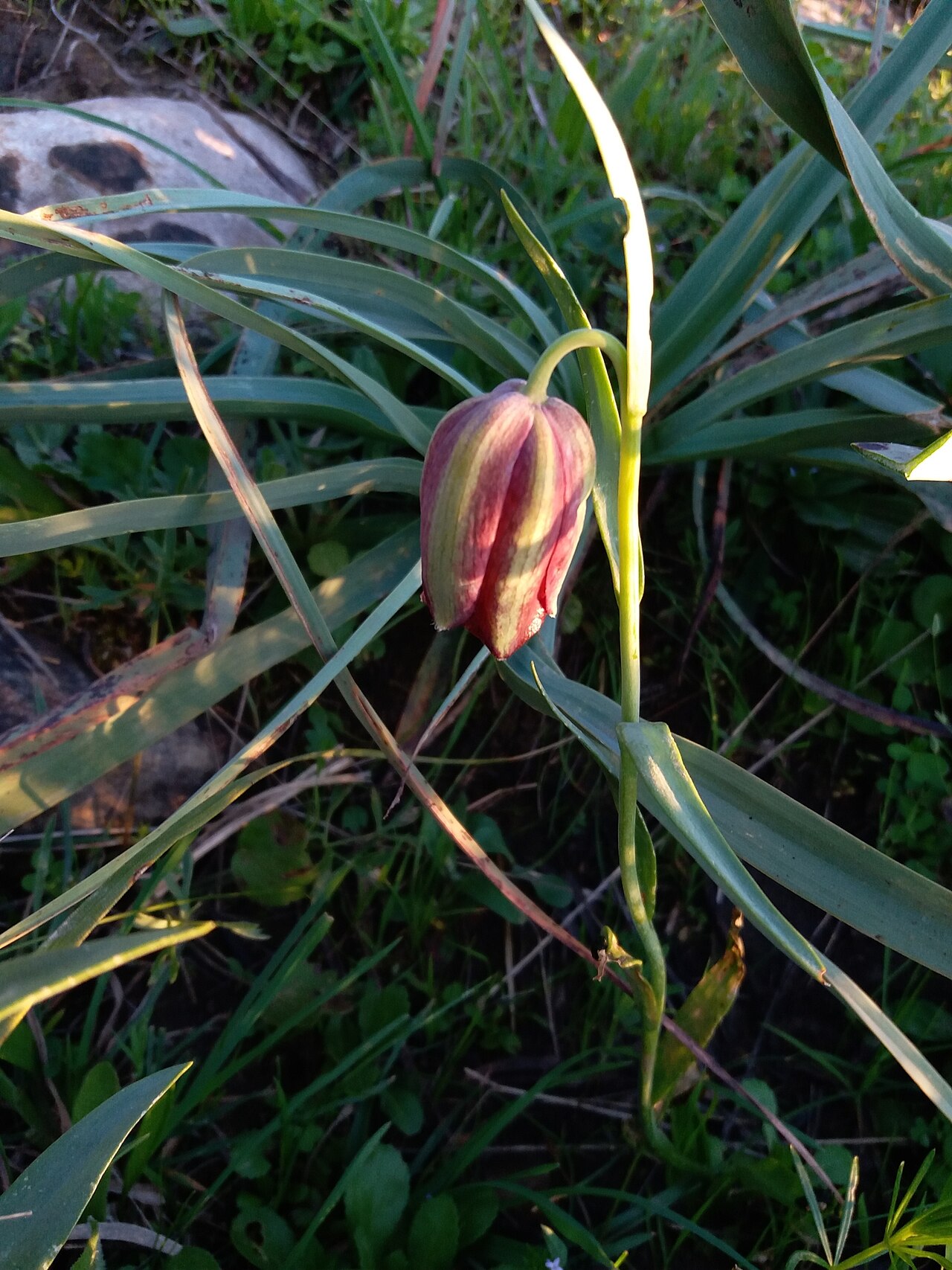 Fritillaria oranensis: Fritillaria oranensis