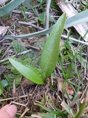Fritillaria oranensis (Fritillaria oranensis)