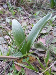 Fritillaria oranensis (Fritillaria oranensis)