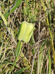 Fritillaria oranensis (Fritillaria oranensis)