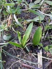 Fritillaria oranensis (Fritillaria oranensis)