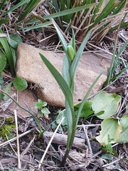 Fritillaria oranensis (Fritillaria oranensis)