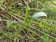 Fritillaria oranensis (Fritillaria oranensis)