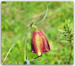 Fritillaria oranensis (Fritillaria oranensis)