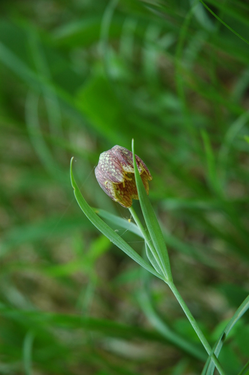 Fritillaria orientalis: Gorska logarica na Slavniku.
