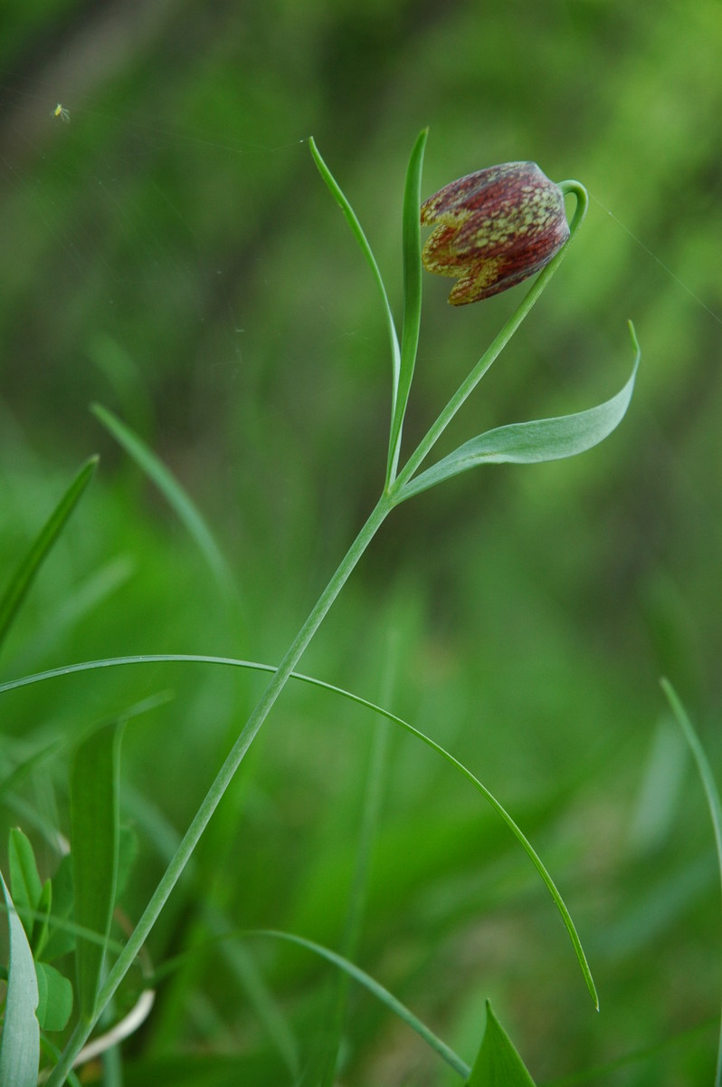 Fritillaria orientalis: Gorska logarica na Slavniku.