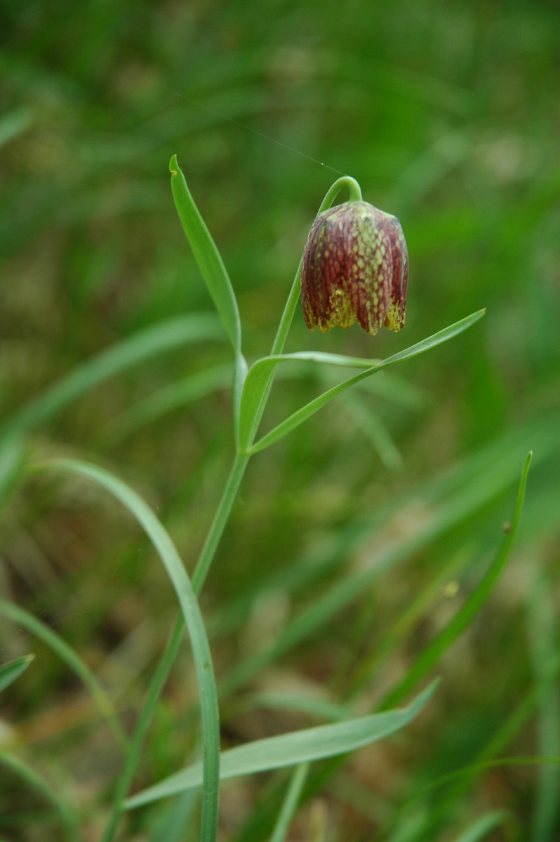 Fritillaria orientalis: Gorska logarica na Slavniku.