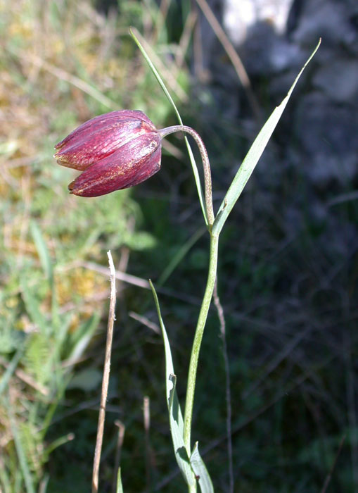 Fritillaria orientalis: Fritillaria orientalis