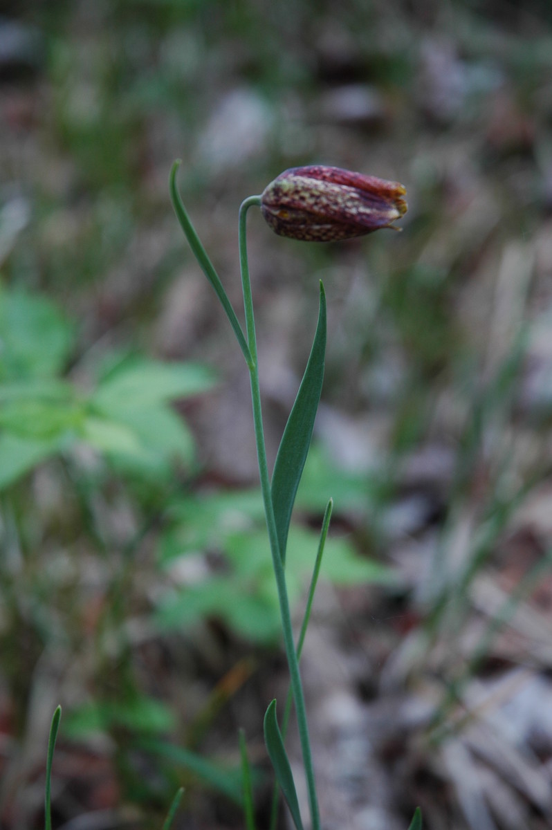 Fritillaria orientalis: Gorska logarica na Slavniku.
