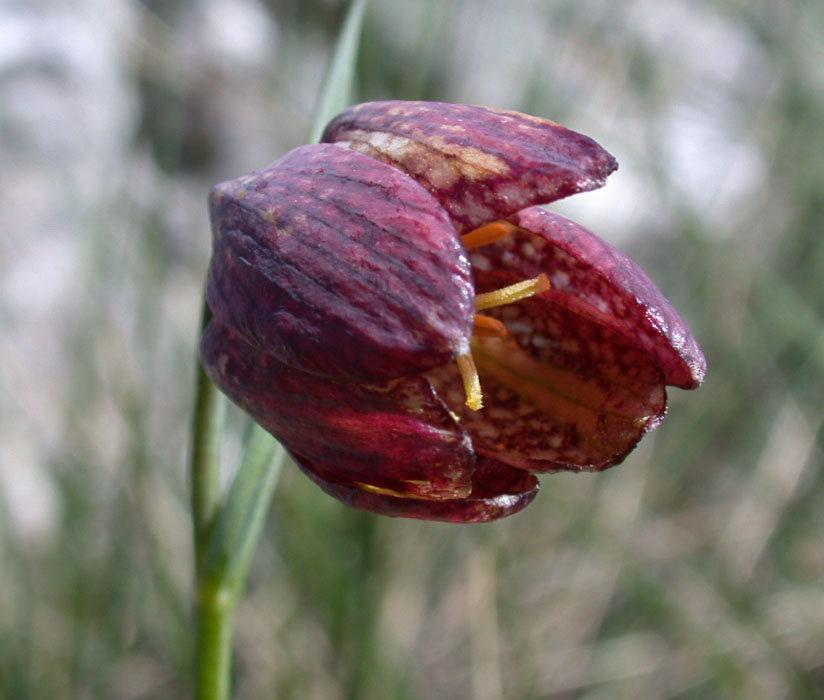 Fritillaria orientalis: Fritillaria orientalis