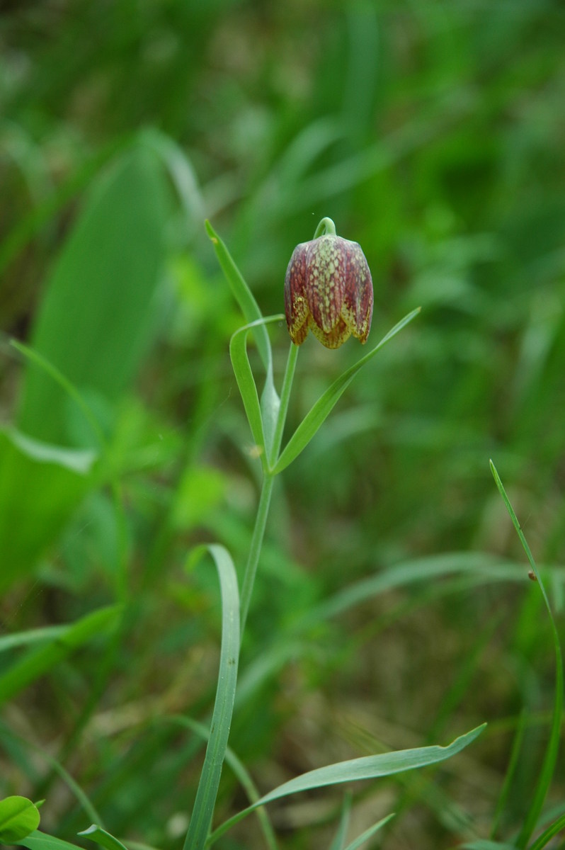 Fritillaria orientalis: Gorska logarica na Slavniku.