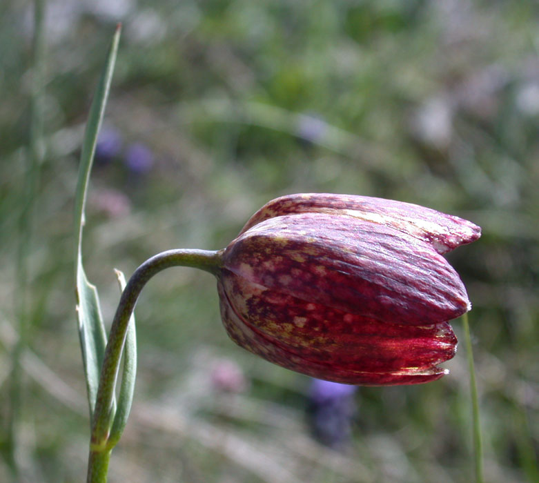 Fritillaria orientalis: Fritillaria orientalis