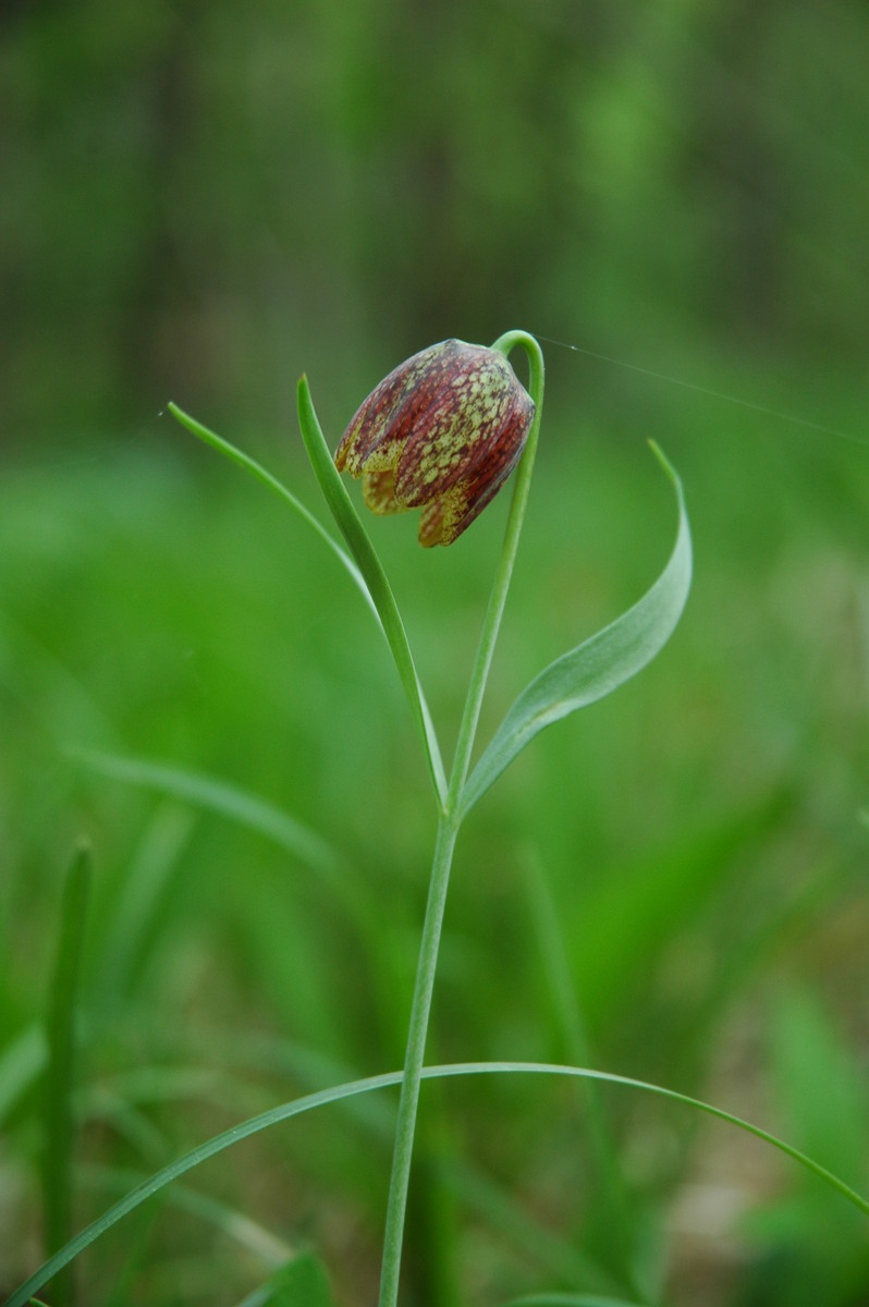 Fritillaria orientalis: Gorska logarica na Slavniku.