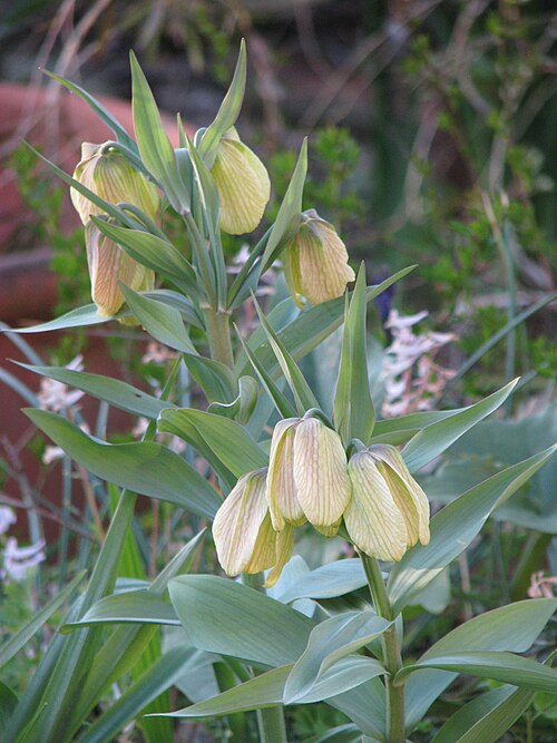Fritillaria pallidiflora: Fritillaria pallidiflora