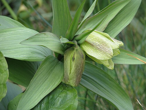 Fritillaria pallidiflora: I've tried quite a few Fritillaries in my raised bed, but predictably, only this and the acmopetala have really settled. I will keep trying. In the mean time, I