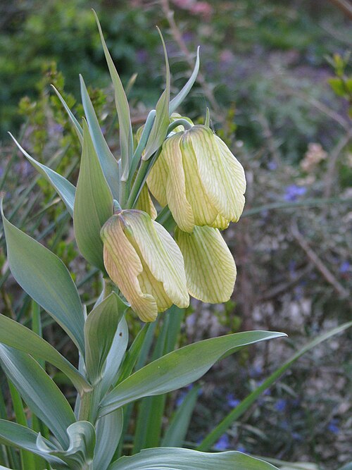Fritillaria pallidiflora: Fritillaria pallidiflora