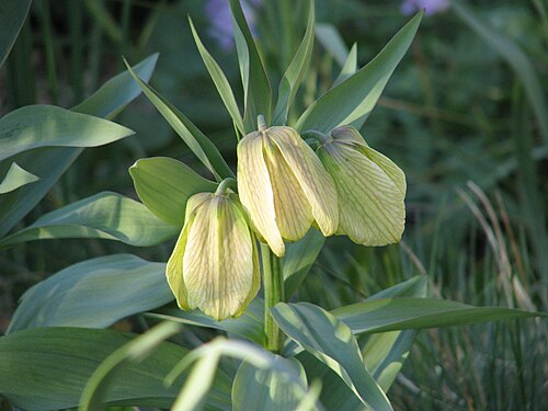Fritillaria pallidiflora: Fritillaria pallidiflora