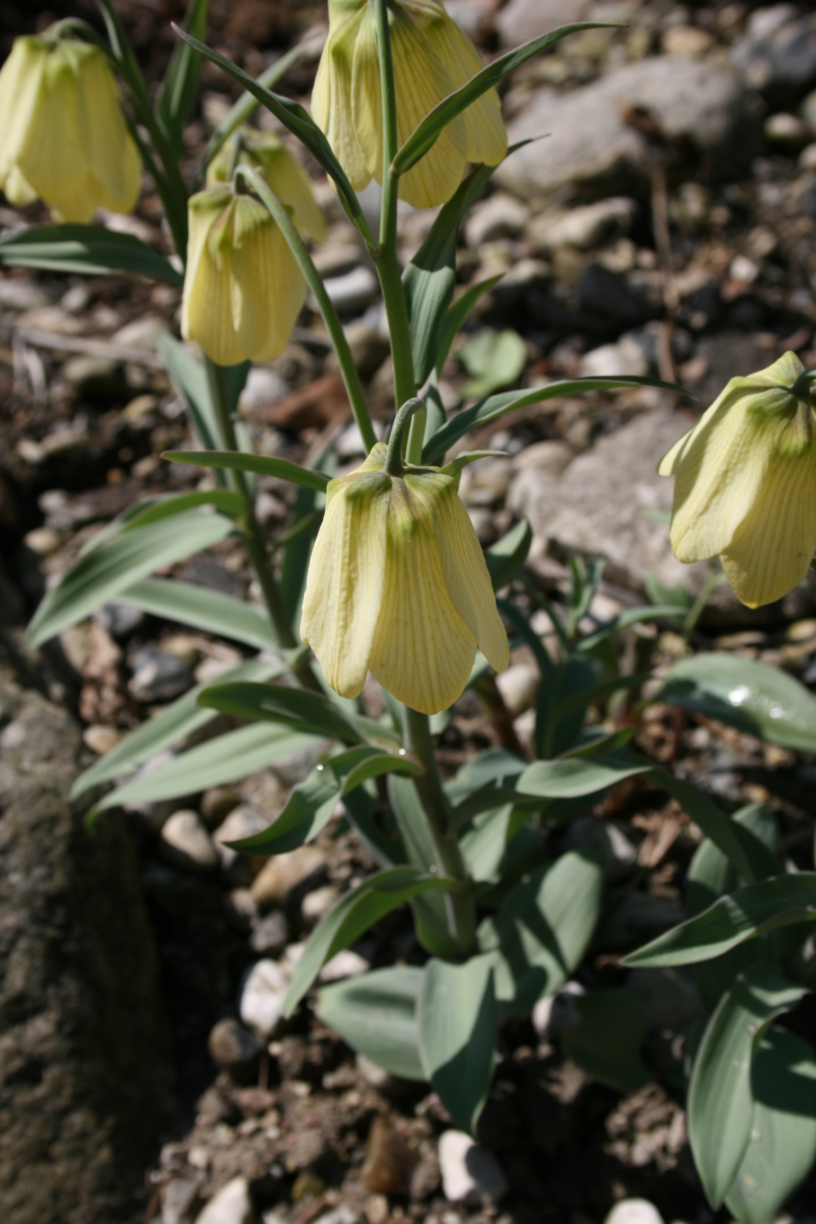 Fritillaria pallidiflora: Fritillaria pallidiflora : Habit.