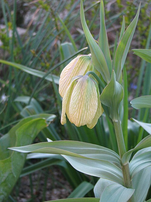 Fritillaria pallidiflora: Fritillaria pallidiflora