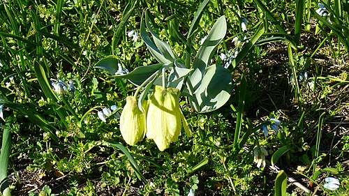 Fritillaria pallidiflora: Fritillaria pallidiflora Schrenk