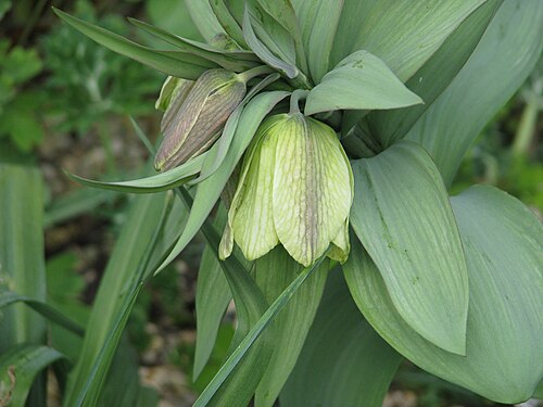 Fritillaria pallidiflora: I want to try some other Asiatic species here next year - especially maybe tortifolia. CANursery have them - does anyone know anything about them? Do they colle