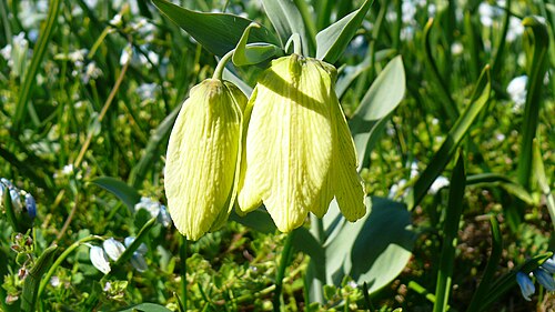 Fritillaria pallidiflora: Fritillaria pallidiflora Schrenk