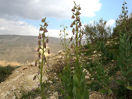 Persian lily: Yet another weird desert flower.