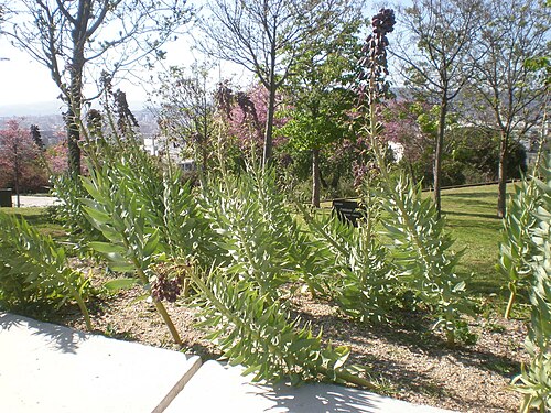 Persian lily: Jardín Botánico de Barcelona.