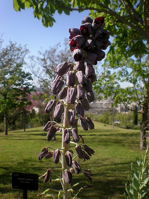 Persian lily: Jardín Botánico de Barcelona.