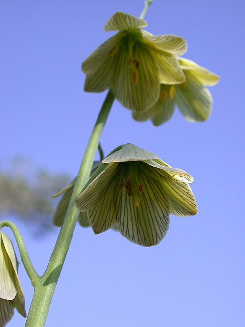 Persian lily: Fritillaria persica L. (גביעונית הלבנון), Nachal Oren, Mount Carmel, Israel, February 6, 2006. Other names: Fritillaria arabica Gandoger; Fritillaria libanotica