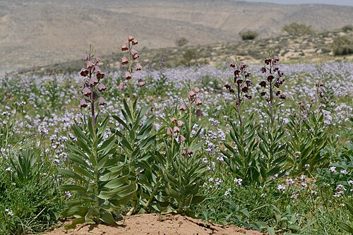 Persian lily: Fritillaria persica surrounded by a carpet of Erucaria sp., Arad Valley, Israel, March 26, 2012.