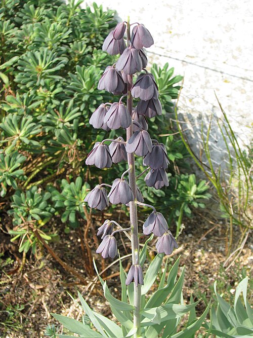 Persian lily: Fritillaria persica