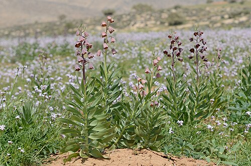 Persian lily: Fritillaria persica surrounded by a carpet of Erucaria sp., Arad Valley, Israel, March 26, 2012.
