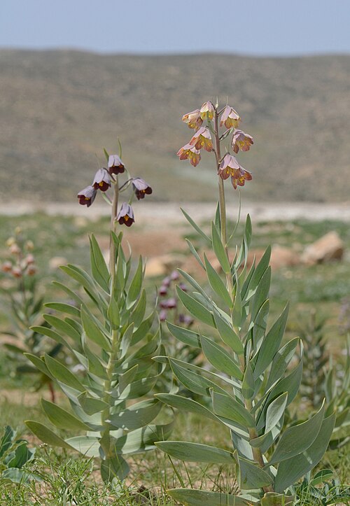 Persian lily: Fritillaria persica , Arad Valley, Israel, March 26, 2012.