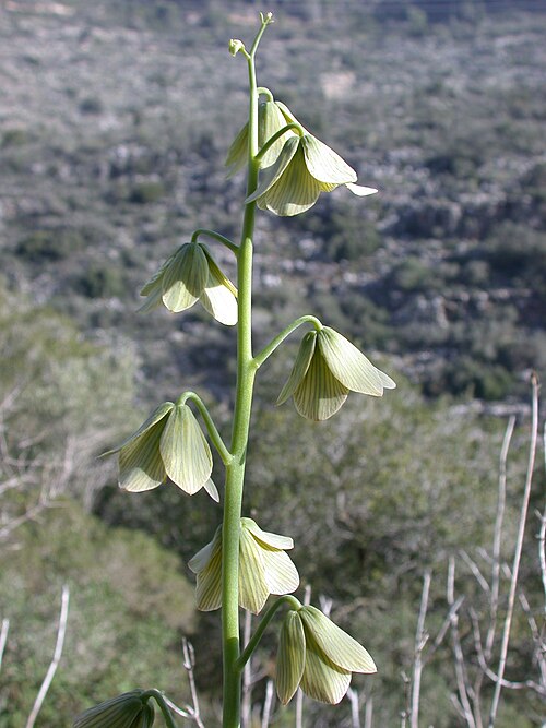 Persian lily: Fritillaria persica L. (גביעונית הלבנון), Nachal Oren, Mount Carmel, Israel, February 6, 2006. Other names: Fritillaria arabica Gandoger; Fritillaria libanotica