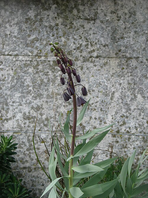 Persian lily: On the xeric bed. I've never got very far with these before - normally slugs wreck them.